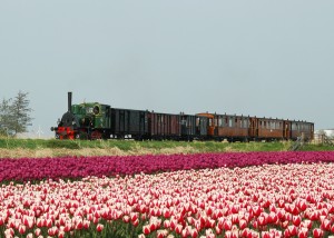 Stoomtram in tulpen1